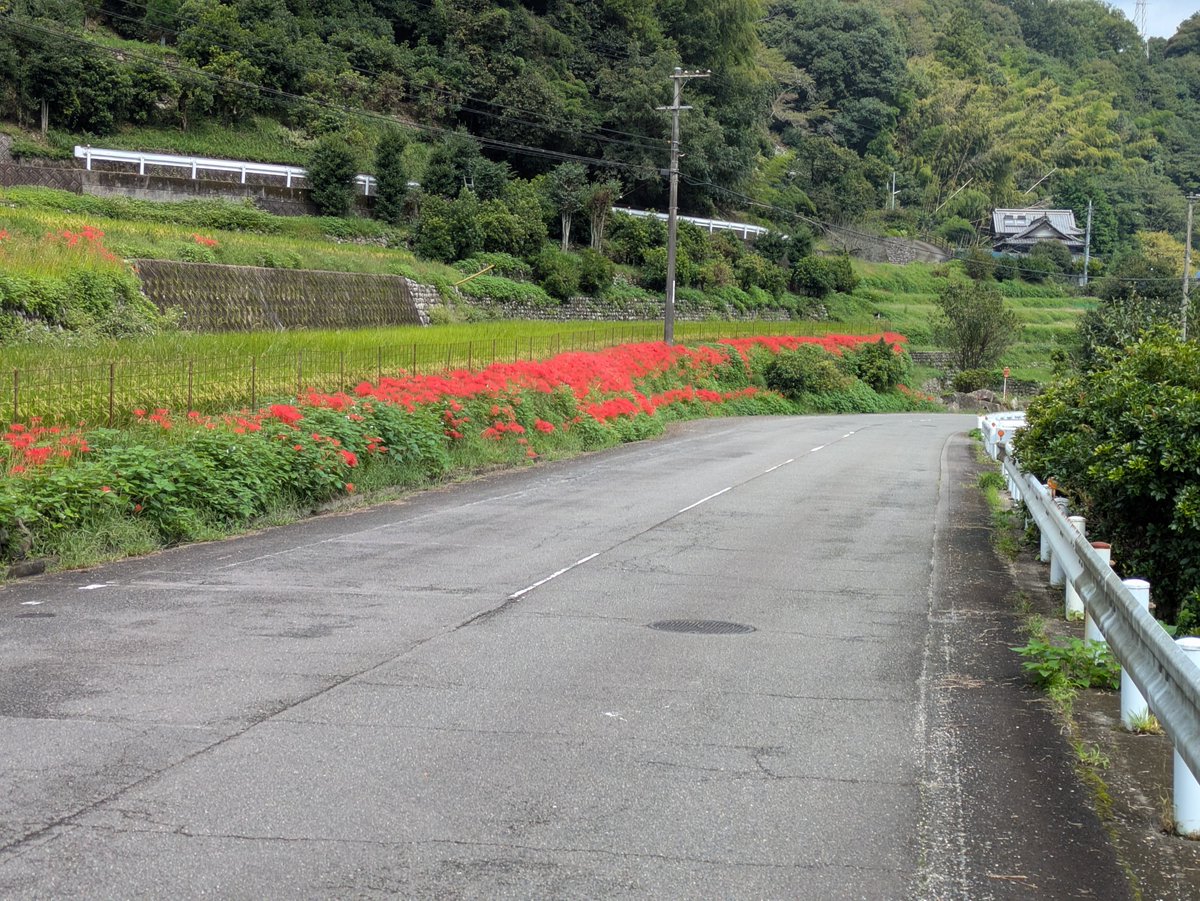 imboge1's tweet photo. 今治鈍川、彼岸花が咲き始めました。 https://t.co/BQdcFLwxNj