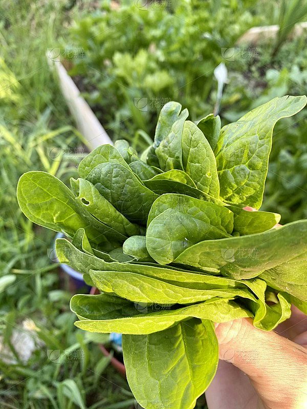 butte656436's tweet photo. Just tried the new organic spinach from the local farm—crisp, earthy, and packed with freshness! Perfect for morning smoothies or salads, this is my go-to green staple now. https://t.co/RI5C6e7z6z