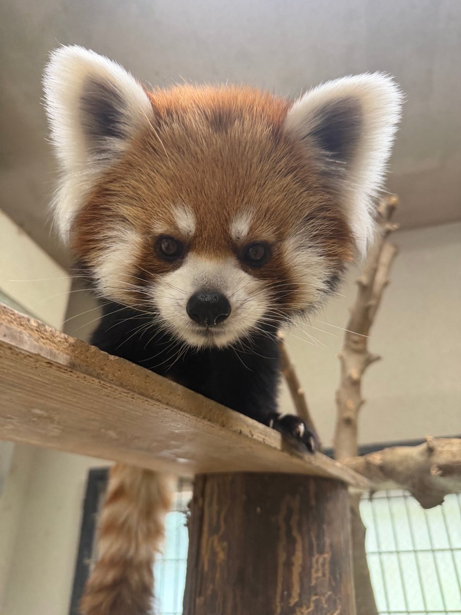 hirakawazoo's tweet photo. 今日は9月第3土曜日！国際レッサーパンダデーです！私たちがレッサーパンダ保全のためにできること…。レッサーパンダについて、可愛い！知りたい！と思ってもらえたら、もう第一歩踏み出しています☆ぜひ、そんな可愛いレッサーパンダに会いにきてください♪ https://t.co/2mjhtnfyhs