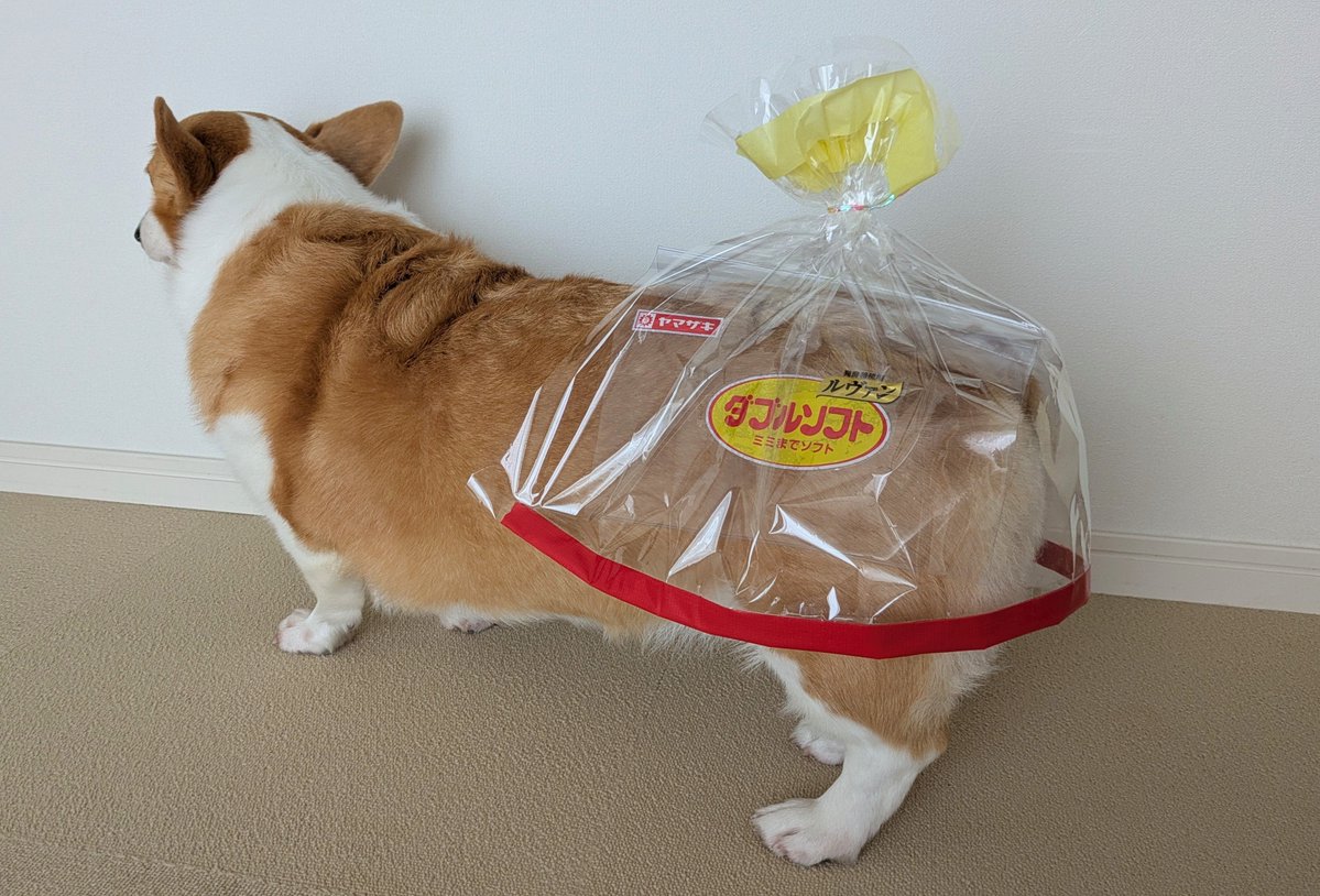 komachiaya_'s tweet photo. 今年のハロウィン仮装はこれがいいと思うんだけど
本人(犬)が気に入ってないらしく全くこっちを向いてくれない https://t.co/igIfmHcFYF