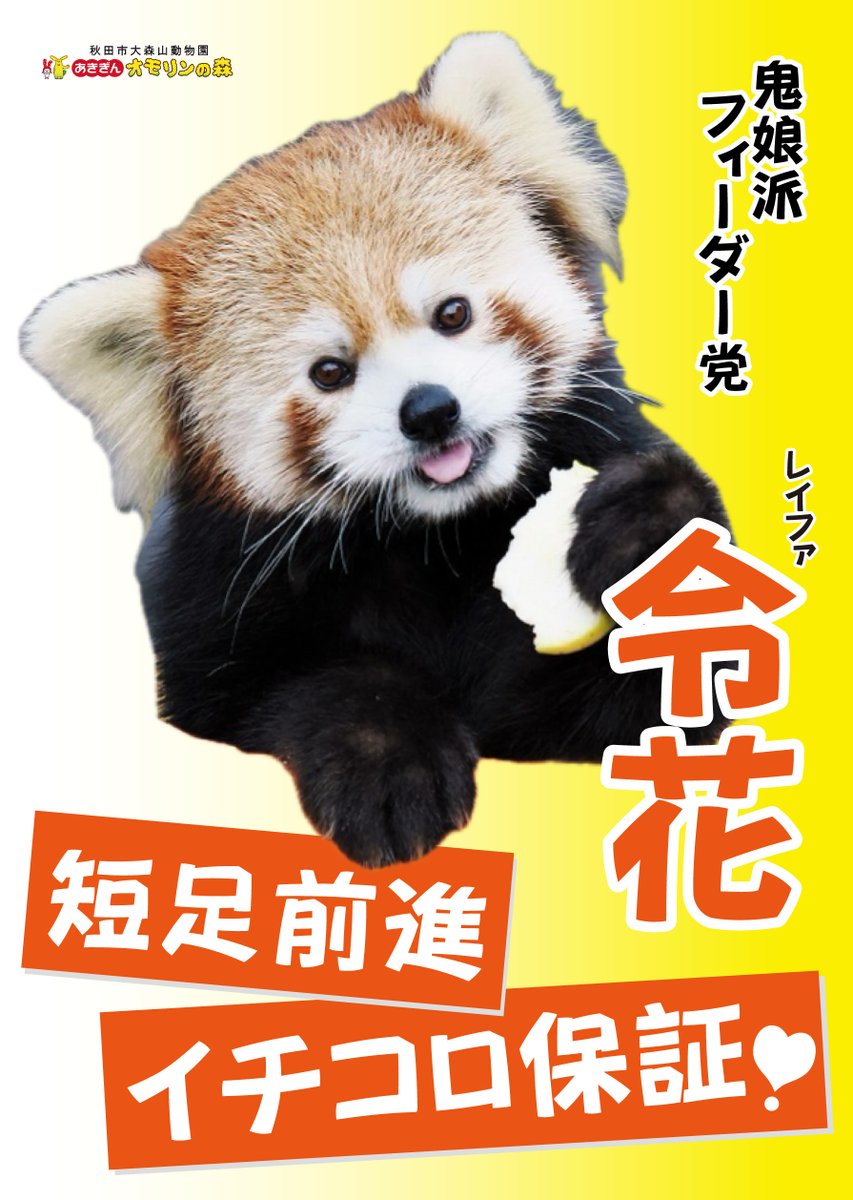 omoriyama_zoo's tweet photo. 【推しレッサーパンダ投票１位は「令花」】
投票の結果、1位 #令花 2位 #ひなた 3位 #円実 4位 #ケンシン となりました✨

1位の令花は、本日14時45分からの #まんまタイム に登場します！
2位のひなたは、明日(20日)のまんまタイムに登場しますのでお楽しみに！

#国際レッサーパンダデー https://t.co/KQNe0T5qxi