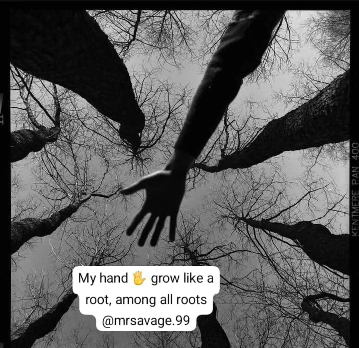AmeliaCerrato's tweet photo. The hand ✋ that grow like a roots, have a strong bond, that all roots have no idea off! ! ! ! https://t.co/J4kmAMwmVb