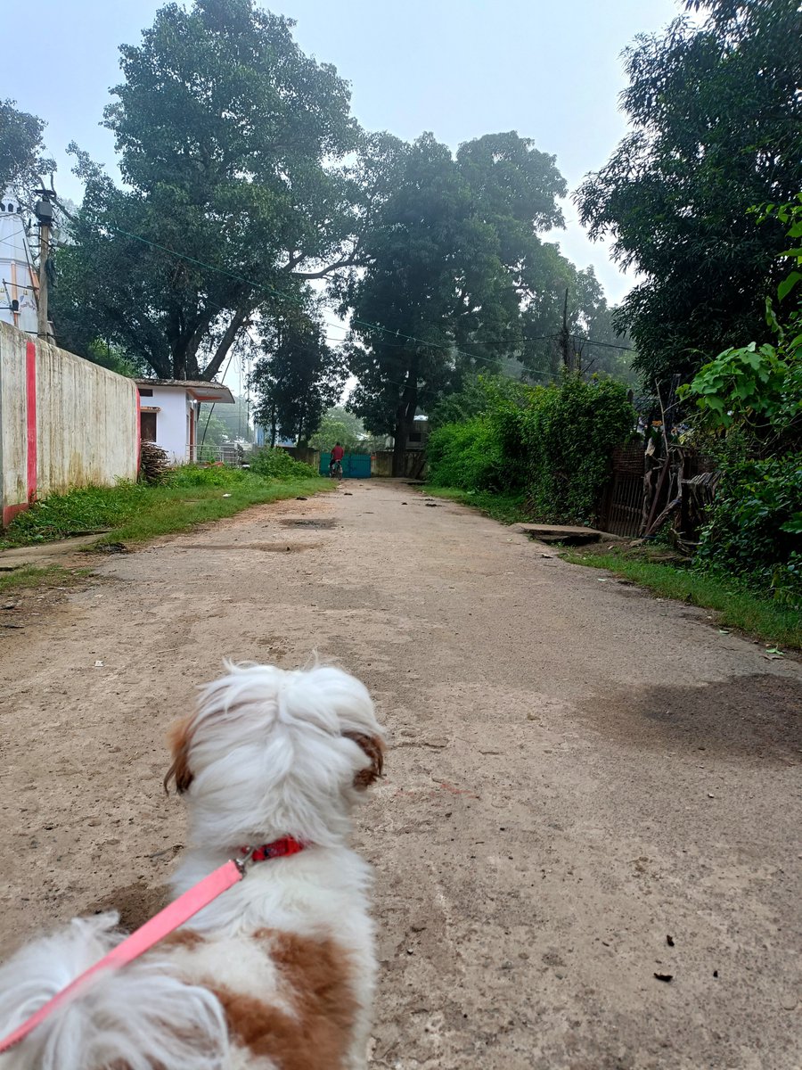 coffeendbug's tweet photo. Good morning from our little morning walk. 🐾🌿 https://t.co/sojhhh1aO4