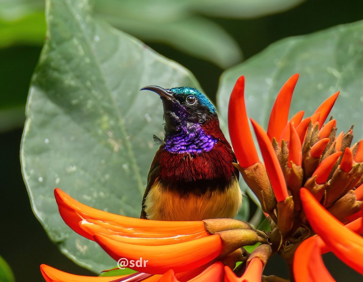 sanshali1's tweet photo. Crimson backed Sunbird displaying it's beautiful colours. #IndiAves #BirdsSeenIn2026 #nikonz8 #Nilgiris @ragnyabhawani @NatureIn_Focus #birdphotography #NaturePhotography #sunbird https://t.co/QYeEBfho6Y