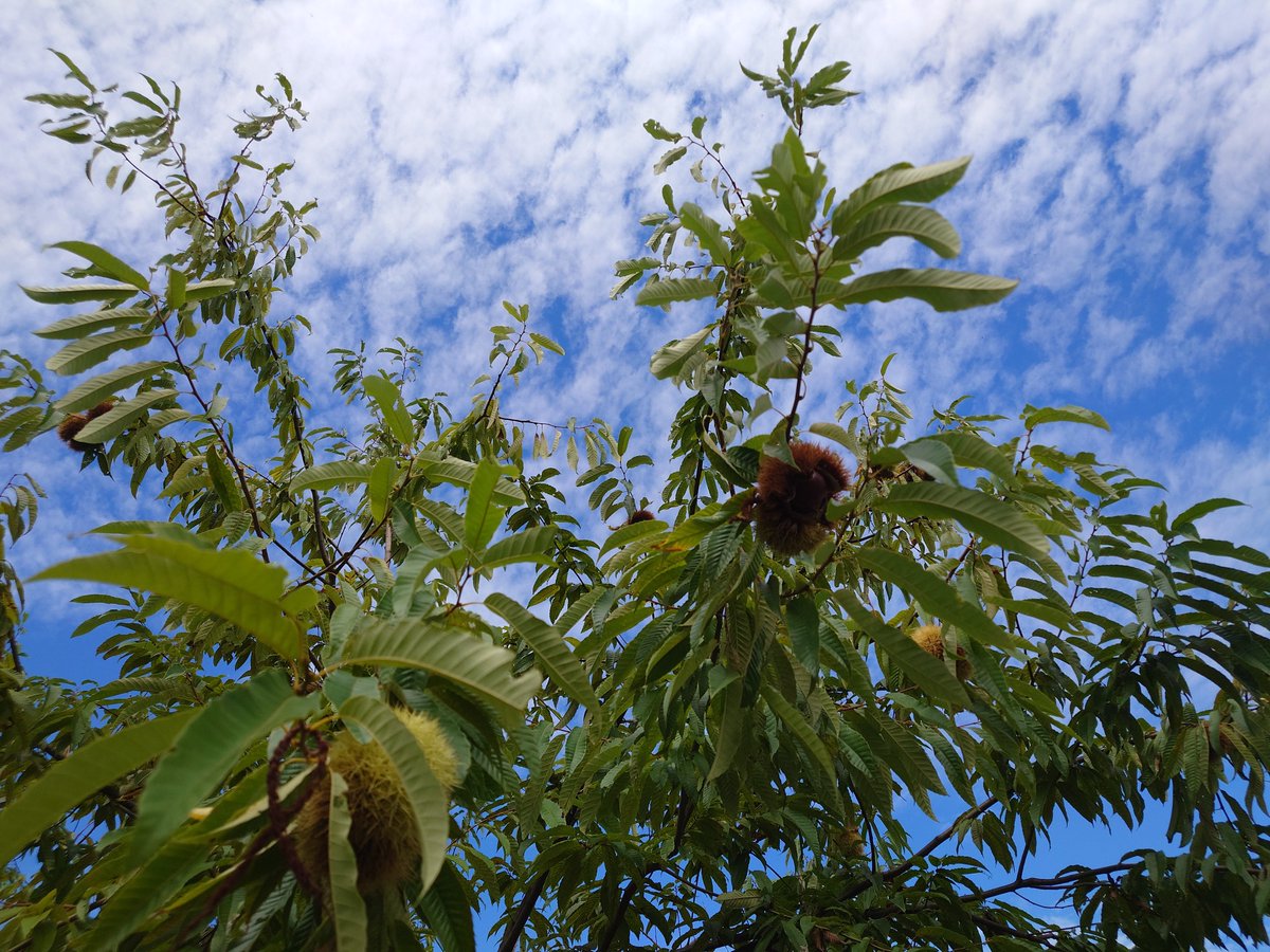 roronoa0616's tweet photo. この連休は栗拾いのお手伝い🌰😊 https://t.co/uJuOzISxAH