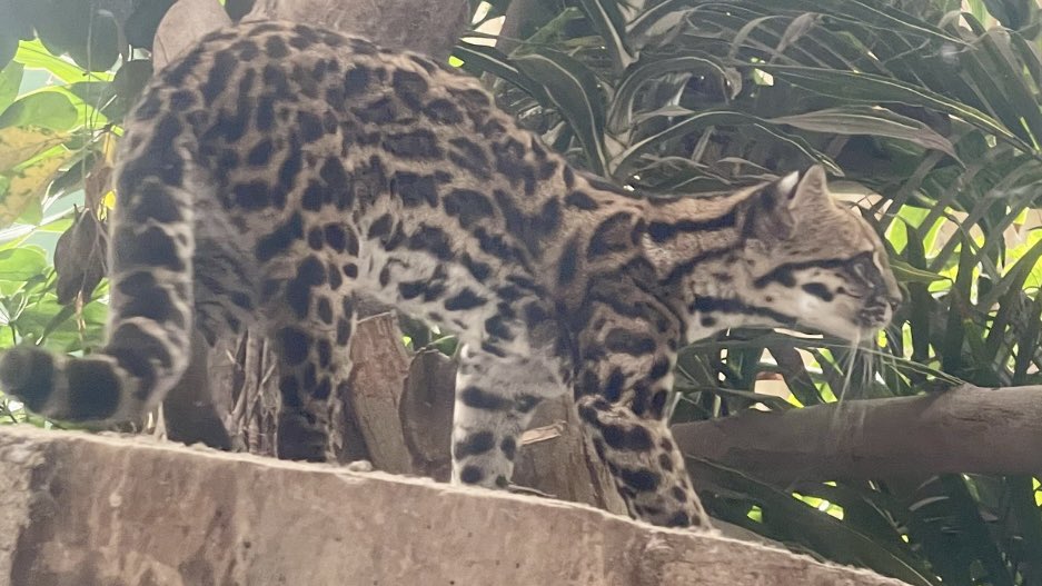 mammalsoftoday's tweet photo. 🚨 BONUS MAMMAL 🚨

scientists announced a second new tiger cat this week, the antisuyo tiger cat (leopardus tigrinus antisuyo)

> found in: peru
> habitat: yungas cloud forest
> eats: not yet studied
> status: not yet assessed

📸: Paola Nogales-Ascarrunz https://t.co/BWAsMepwld