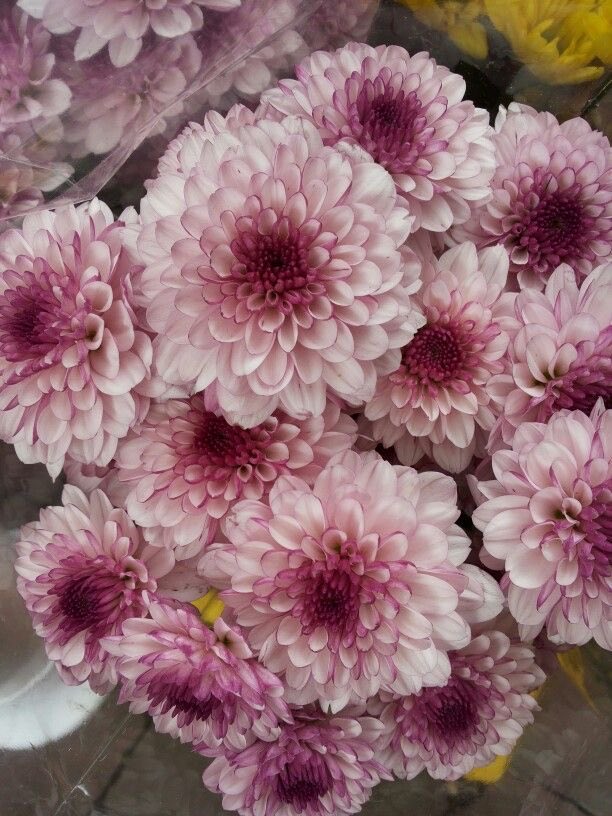 WMueni1's tweet photo. I love Chrysanths so much :) https://t.co/8PMnoolvA7