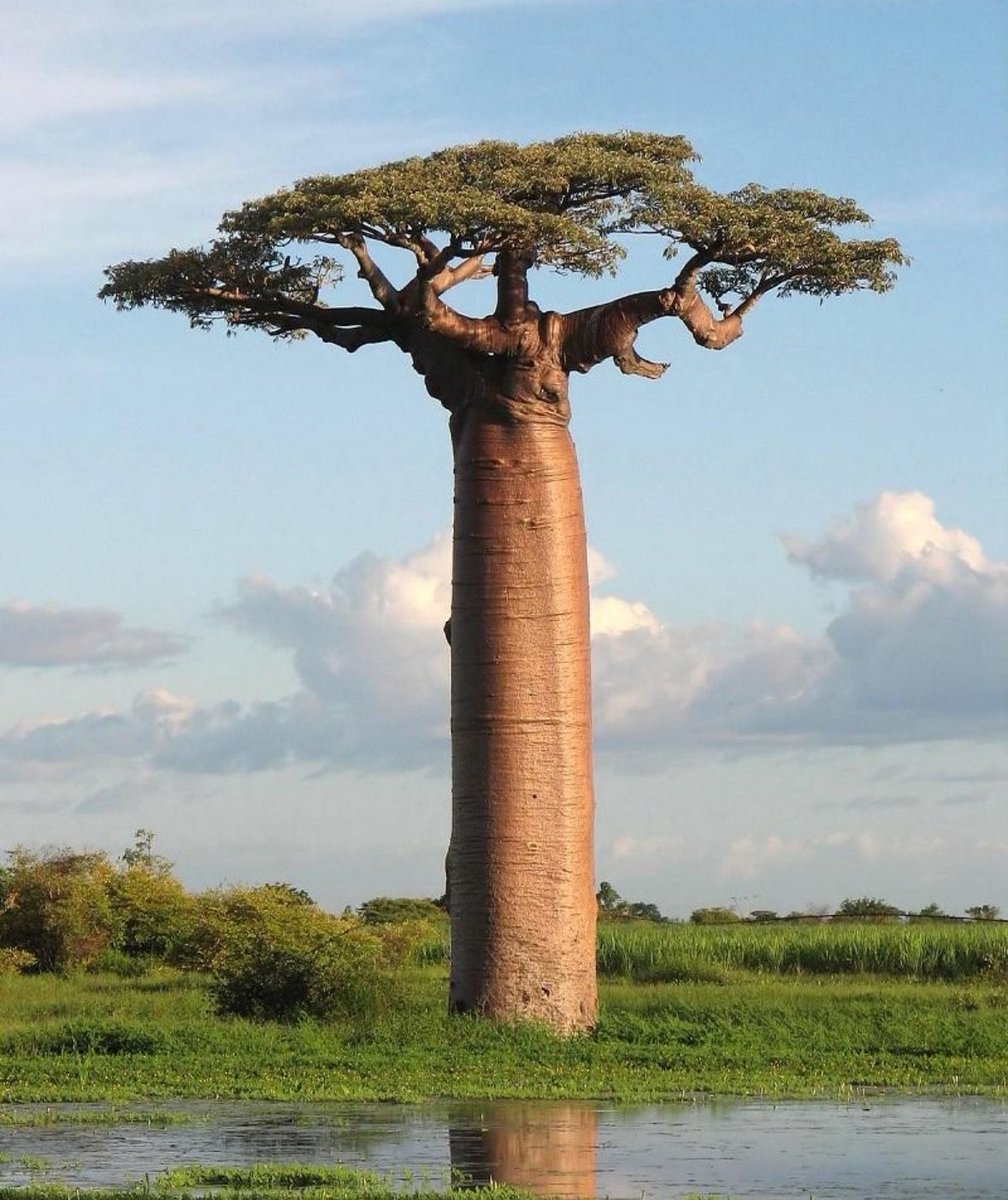 OW_Jolomi's tweet photo. Meet Africa’s baobab, Adansonia digitata (Igi Ose). They can live for thousands of years and store large amounts of water in their trunks. A baobab in Ibadan, Nigeria, called Iya Olomo (Mother of Children), is believed to have protected the community against smallpox.

📷 MGID https://t.co/eMIGUeomYm
