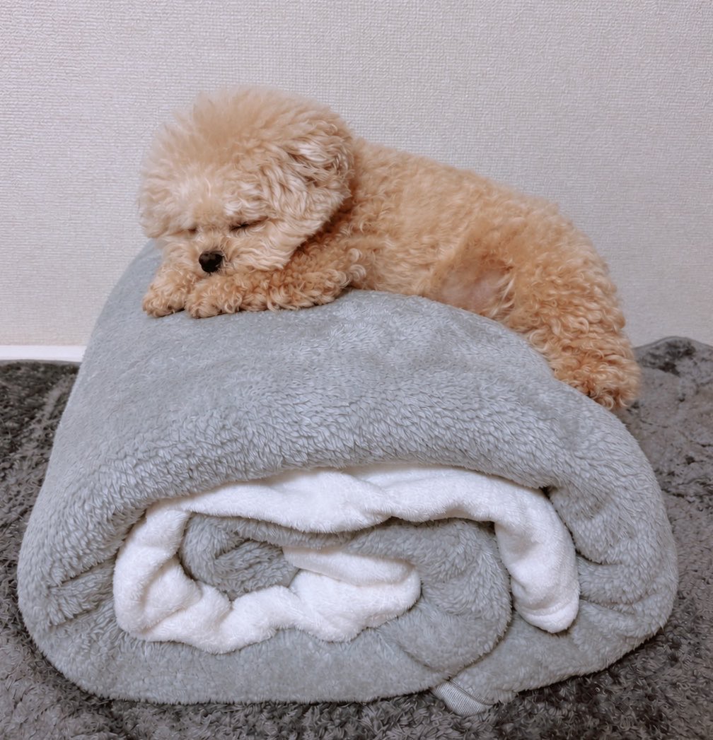 Fuwancho319's tweet photo. 土曜日はゆっくしても良い🧸

#ポメプー https://t.co/z3zEc3uGqn