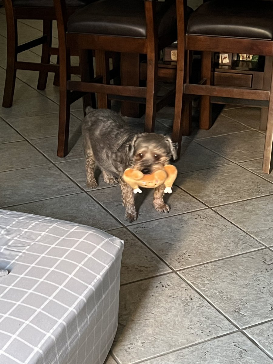planitiae's tweet photo. my sweetest baby boy, my dexter-roni. i miss you so much. thank you for 12 years, i wish we couldve had more https://t.co/v5hbkw6P9Z