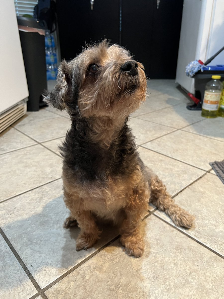 planitiae's tweet photo. my sweetest baby boy, my dexter-roni. i miss you so much. thank you for 12 years, i wish we couldve had more https://t.co/v5hbkw6P9Z