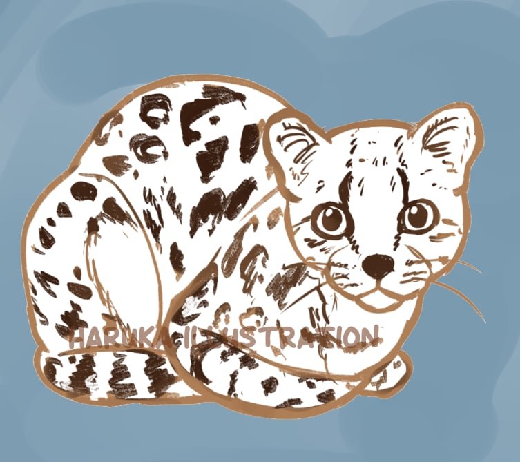 HaruIllustrates's tweet photo. Omg seeing everyone drawing the tilcayo cat now 🥺🥺🥺 its so cute !! https://t.co/uwvXllrDpd