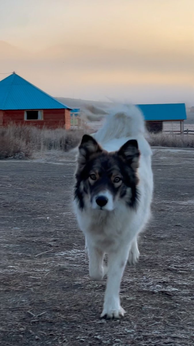 MaishaKascfv's tweet photo. Осеннее утро в Курае https://t.co/Nhz5iIJDO0