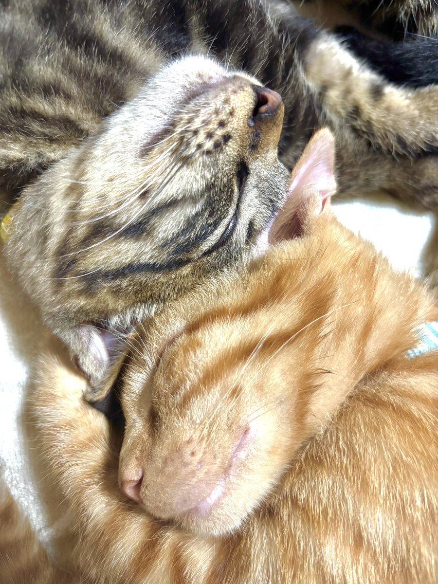 MIMIcolorsing's tweet photo. Sでした𓃠

田楽はよく陰陽マークみたいになって寝ていますが最先端はSマークみたいですそれかどこか他所の場所で通信中なのかもしれないです𓃠 https://t.co/8OYCrVLVri