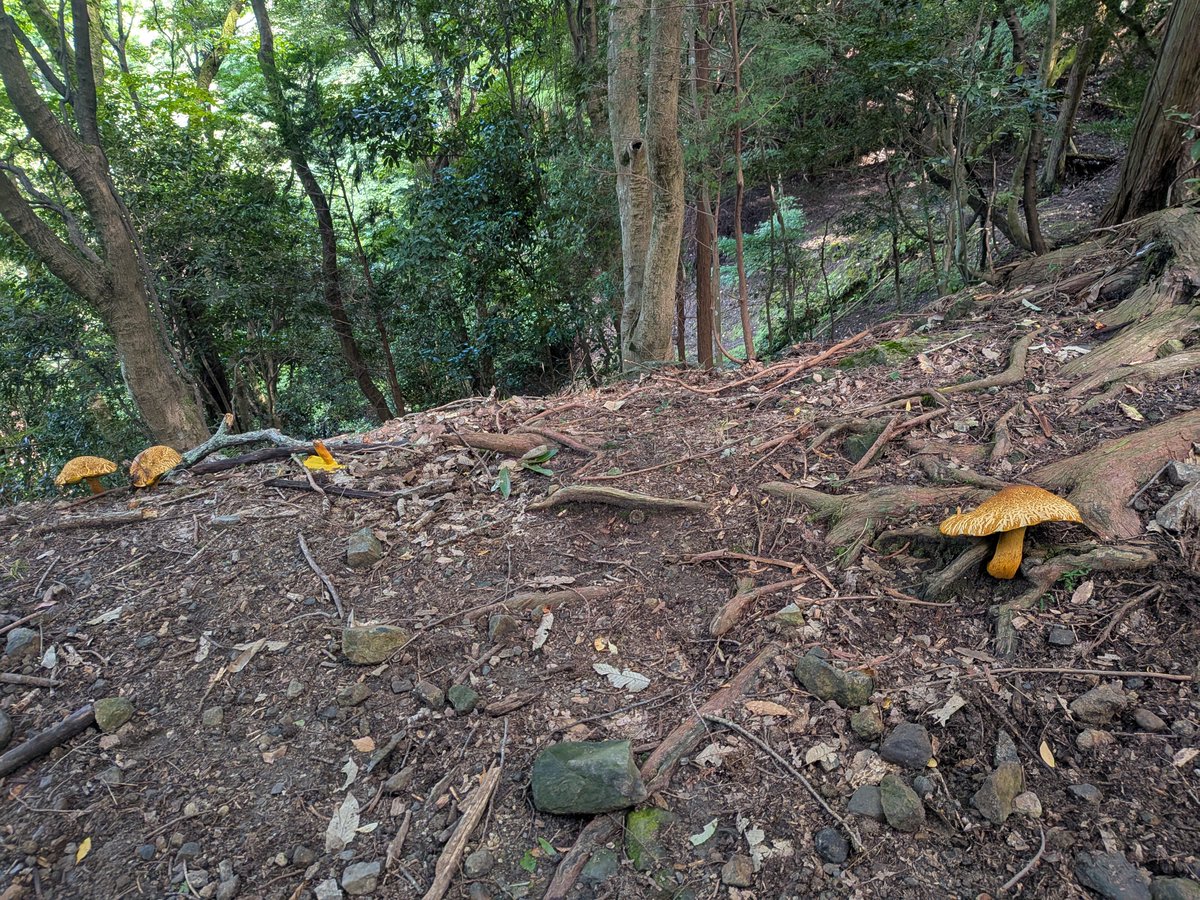 Luku_2's tweet photo. 大文字山へ
南禅寺から大日山経由で登ろうと思ってたけど途中で道間違えたらしく若王子墓地の方へ行っ��しまい仕方ないので一旦降りて楼門の滝側から登り直し、なんかやたらデカいキノコがあった
送り火の場所を通って銀閣寺へ下山、結構外国人が多かった印象 https://t.co/sqaZTh3cef