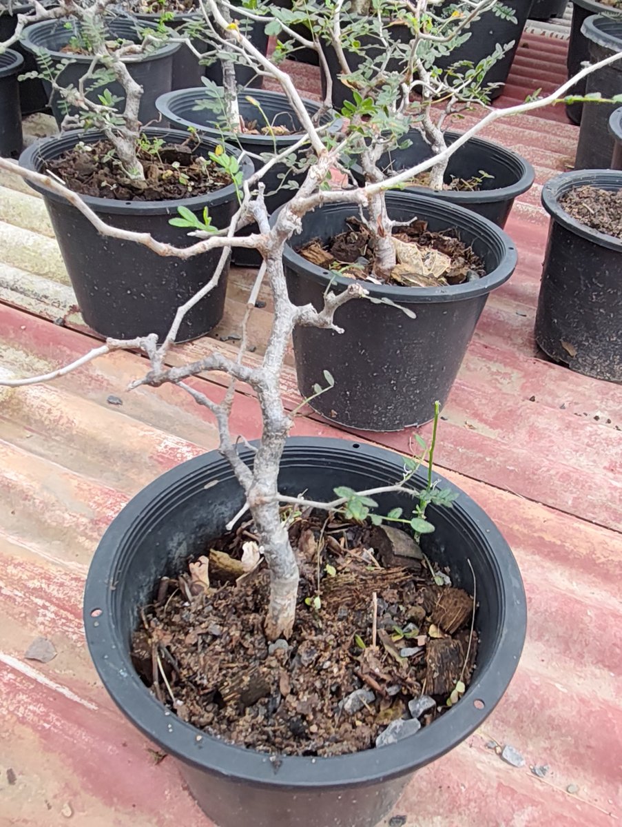 varuthseed's tweet photo. Commiphora monstruosa ทั้งหมดเป็นต้นกล้าเพาะเมล็ด
Commiphora monstruosa* specimens are seedlings grown from seed https://t.co/zPxLqBiFrk