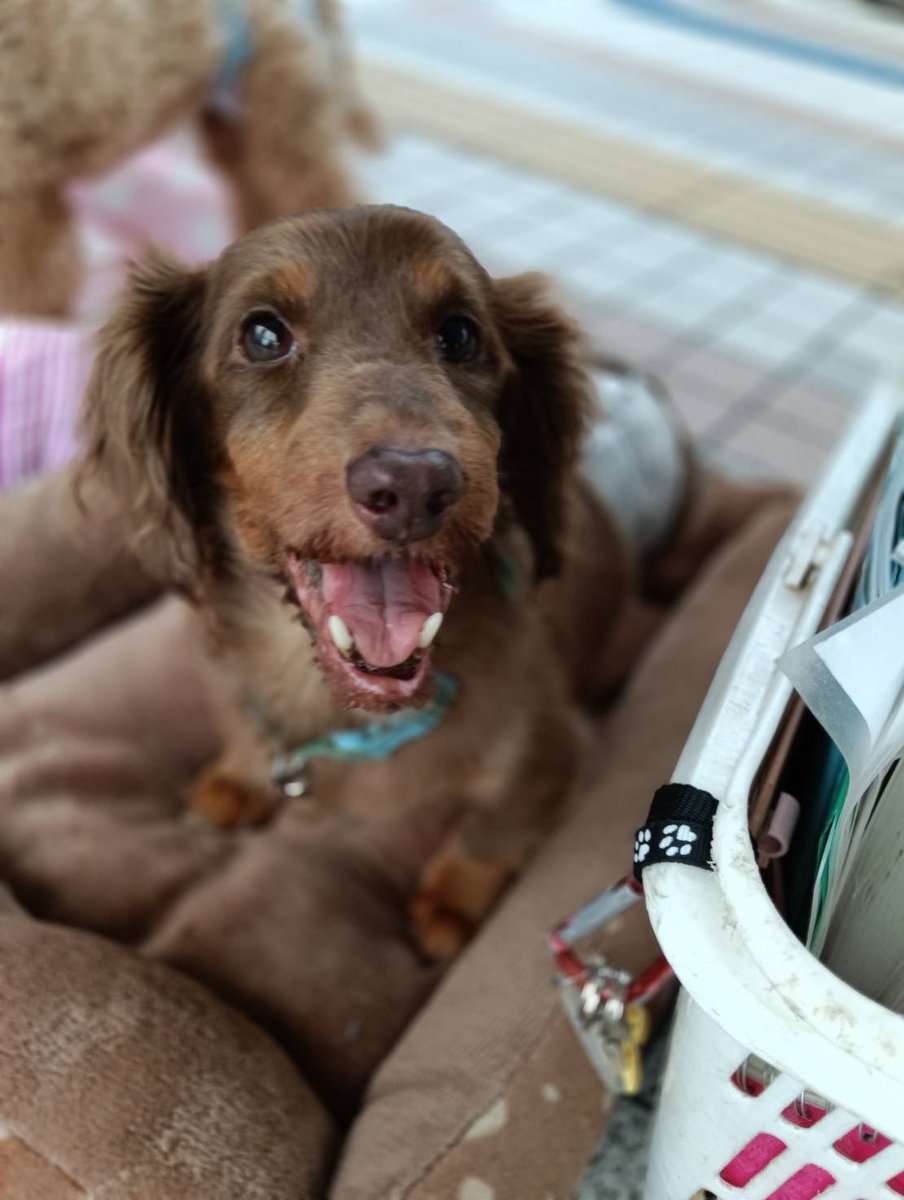 JCDLkawashima's tweet photo. 今日の参加メンバー
犬🐕犬
・紀州犬ミックスのアロー　１１歳　♀
・ゴールデンレトリバーのジョウ　１歳♂
・トイプードルのアメ　１歳　♀
🌸初参加ミニチュアダックスフントの
　ケンシロウ　９歳　♂
＃JCDL https://t.co/R9dVOmHDwj