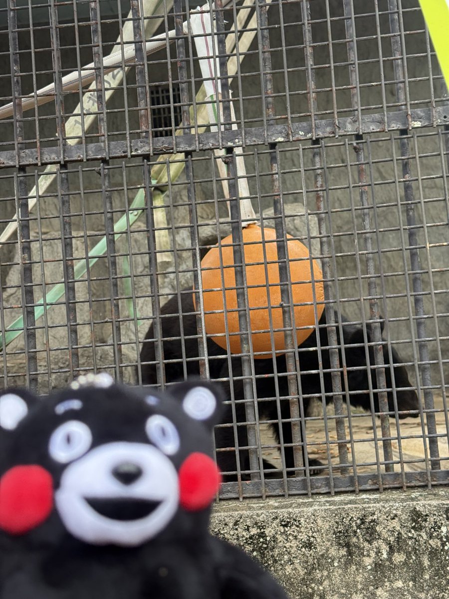 guchi819's tweet photo. リアルくまもんがいた
めちゃ可愛いけどこのサイズの猛獣が目の前に現れたら死を覚悟する
良かったこの距離で https://t.co/um9zetEynb