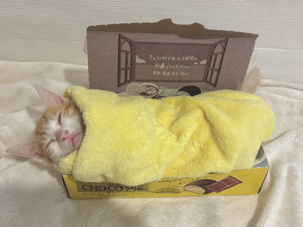 yapomesa's tweet photo. 社畜ども
久々の配給だ
シルバーウィークも働く社畜のために特別なチョコパイを配給する https://t.co/qz6nZBjbmW