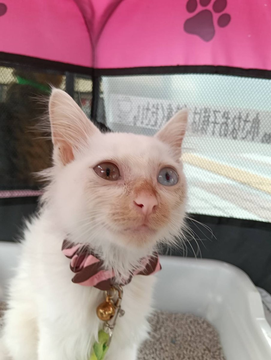 JCDLkawashima's tweet photo. 参加メンバー
🐈‍⬛猫🐈‍⬛
・キジトラ猫のミミタ　１０歳　♂
・ブリティッシュショートヘアのミィ　
　７歳　♀
🌸初参加生後４ヶ月白猫子猫のハク　♂
　　（オッドアイ💓）
🌸初参加生後４ヶ月白猫子猫のユキ　♀
↑2人は兄妹です🩷
＃動物愛護 https://t.co/zU7mWhyw0P