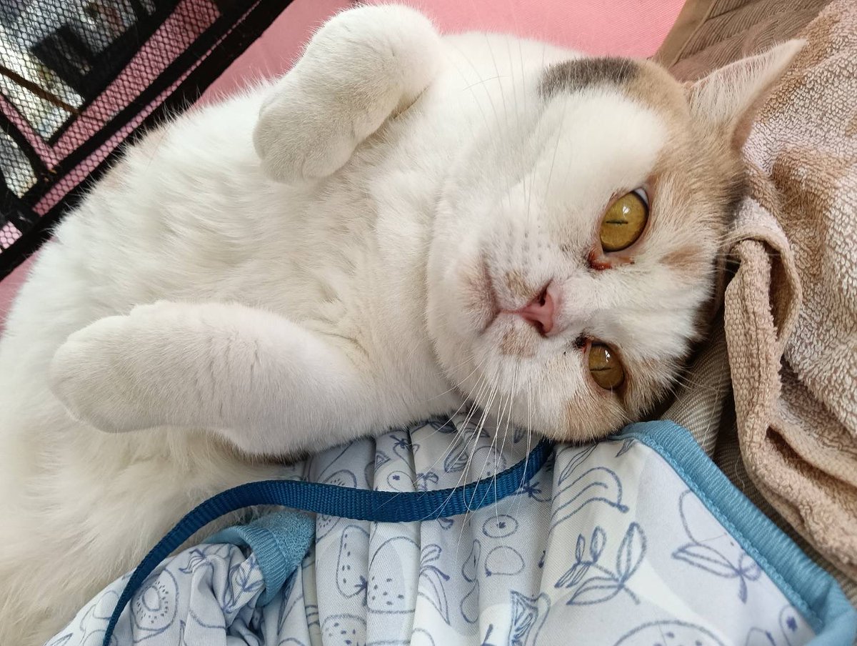 JCDLkawashima's tweet photo. 参加メンバー
🐈‍⬛猫🐈‍⬛
・キジトラ猫のミミタ　１０歳　♂
・ブリティッシュショートヘアのミィ　
　７歳　♀
🌸初参加生後４ヶ月白猫子猫のハク　♂
　　（オッドアイ💓）
🌸初参加生後４ヶ月白猫子猫のユキ　♀
↑2人は兄妹です🩷
＃動物愛護 https://t.co/zU7mWhyw0P