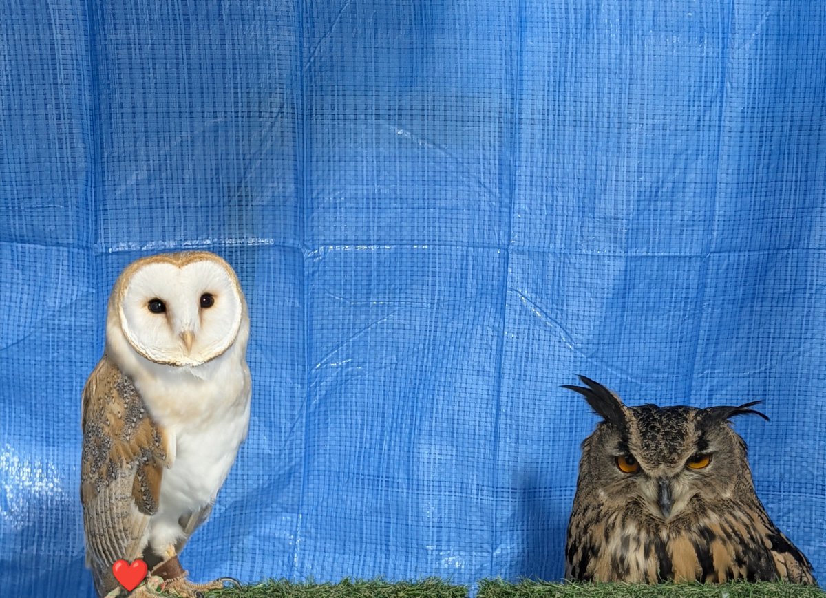 vFurufuruv's tweet photo. 表情の温度差が激しい2羽🦉 https://t.co/eV7uGSiH7G