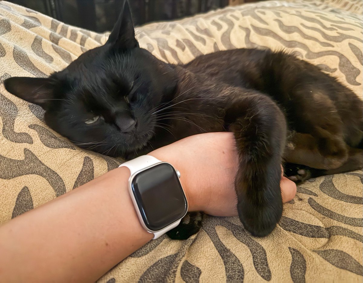 ElbertDemm0nxj's tweet photo. Спать всегда комфортнее с моей рукой в обнимку) Мой усатый сыночка-присыночка 🐈‍⬛ #Бэтмен #черныйкот #кот https://t.co/PYCfzIsUZn