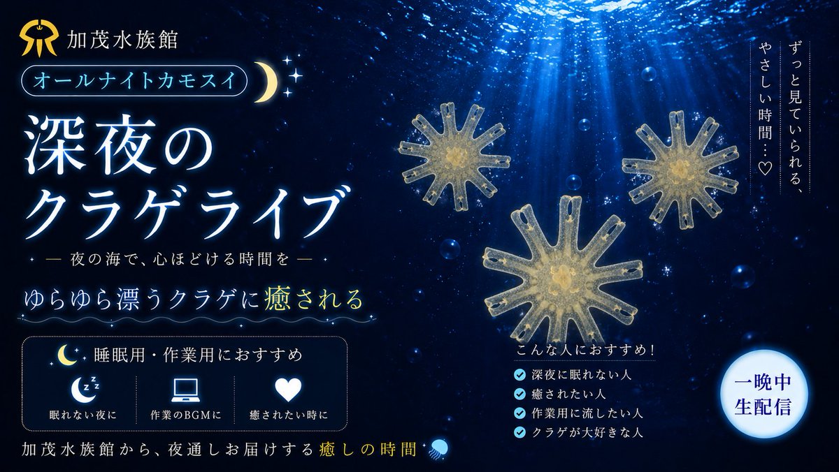 JELLYFISHAQ's tweet photo. 土曜日の夜はオールナイトカモスイ！ 
今夜のクラゲは「ミズクラゲのエフィラ」🪼 
わずか数mmの小さな赤ちゃんクラゲをお届けします。
本日18時～翌朝8時まで配信予定📷
配信はこちら↓
https://t.co/keor2UJfrA

#加茂水族館 #クラゲ #東北エプソンアクアリウムかもすい #オールナイトカモスイ https://t.co/f01MhV6wfE