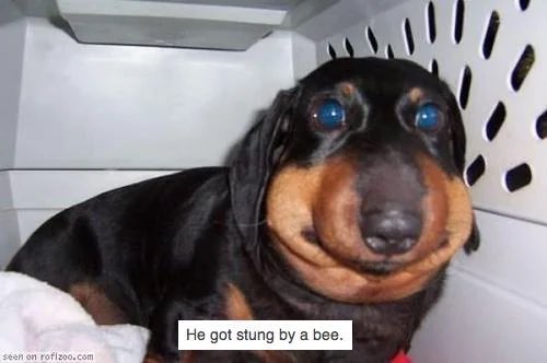 PennysSpit's tweet photo. @angelopiantubes why they kinda look like a dog that got stung by a bee https://t.co/abGlzIgKYl