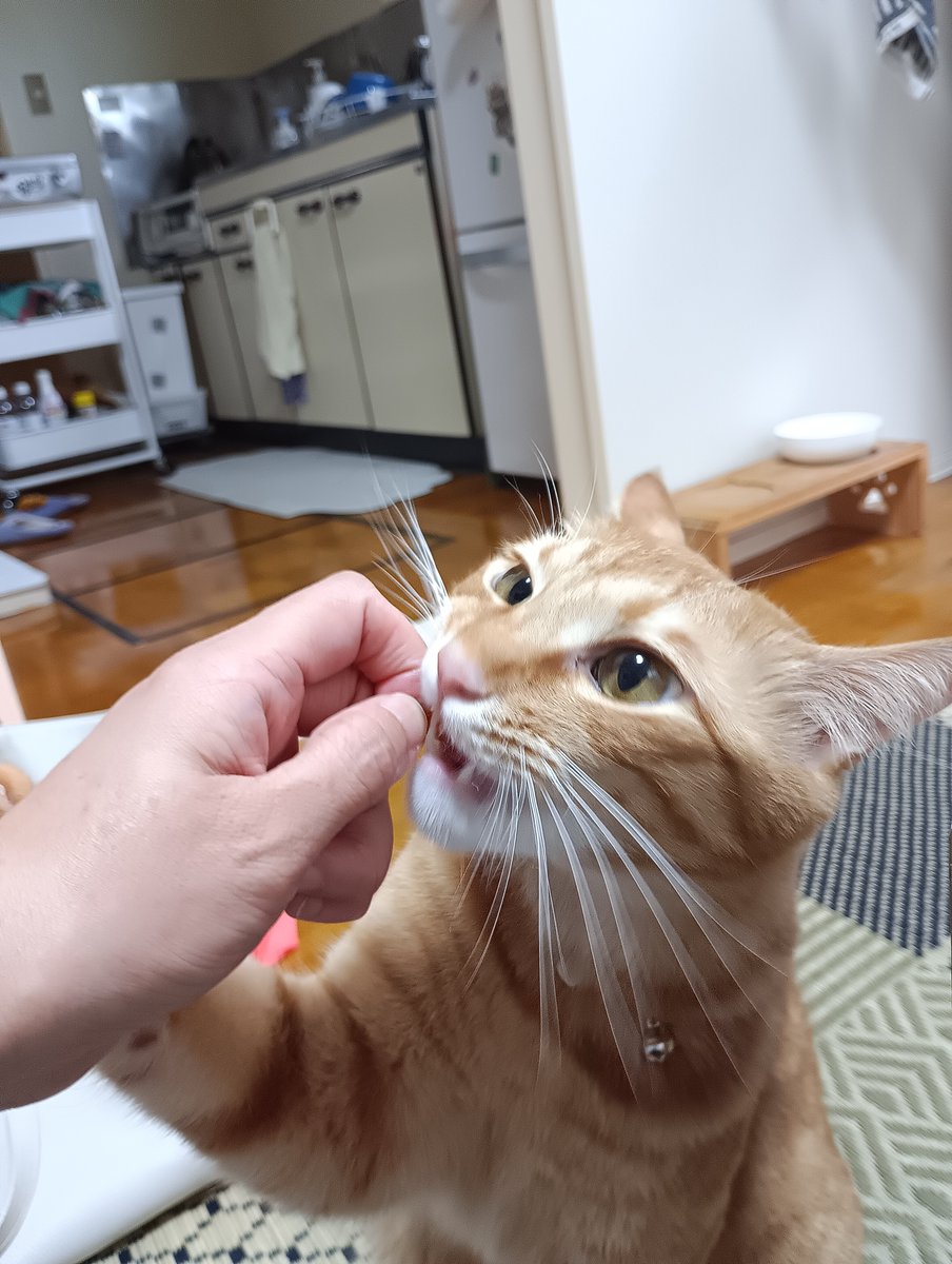ShimajiroB's tweet photo. 爪切りしてジャーキー食べた😋 https://t.co/9oCCPNdGoC