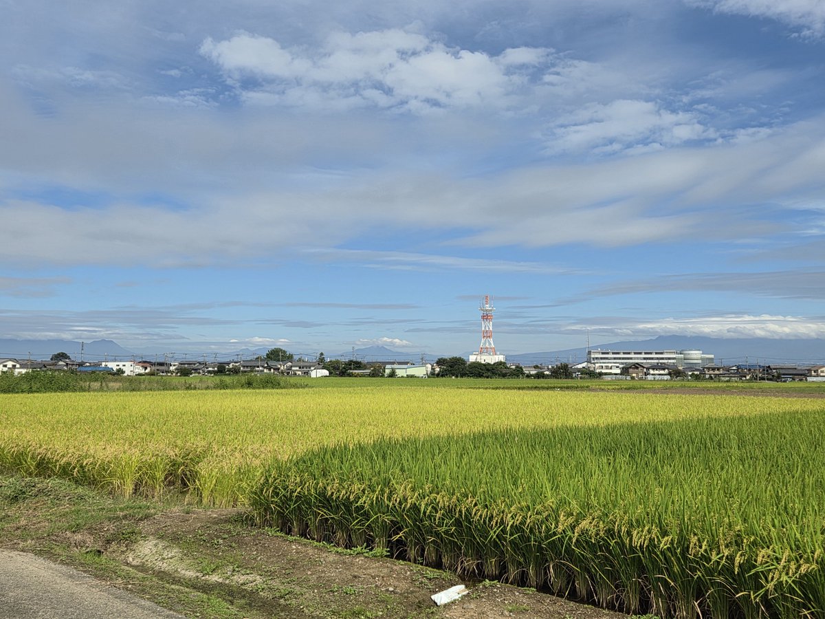 MatsudoLuke's tweet photo. 今週も自然と接触〜 金木犀の香り最高〜 🏵️ https://t.co/TuMDVjCNjU