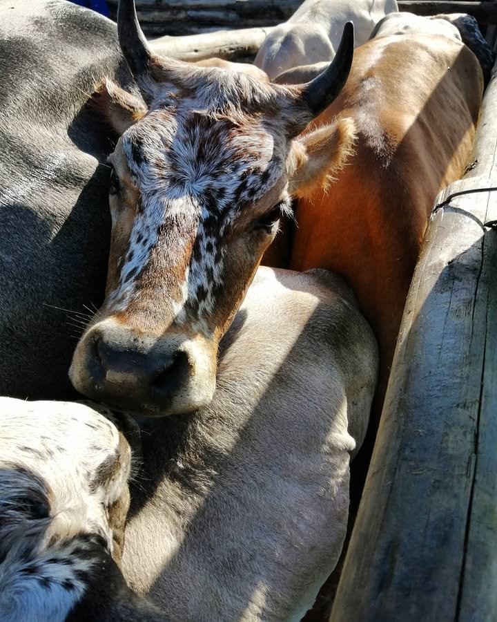 Khamenei68's tweet photo. Morning farm twitter 🌞 https://t.co/xsAFrWDqPi