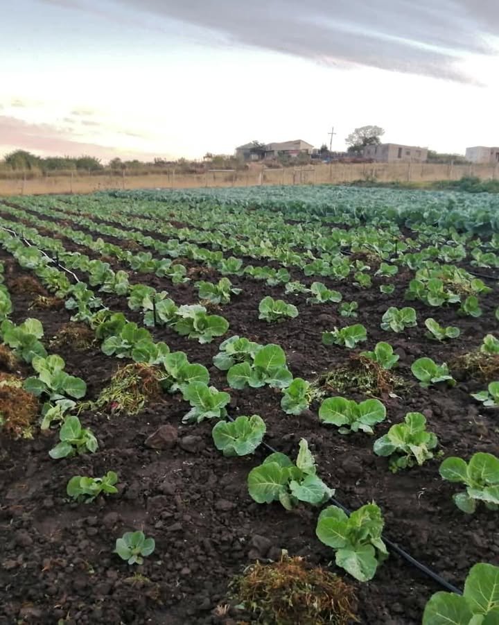 Khamenei68's tweet photo. Morning farm twitter 🌞 https://t.co/xsAFrWDqPi
