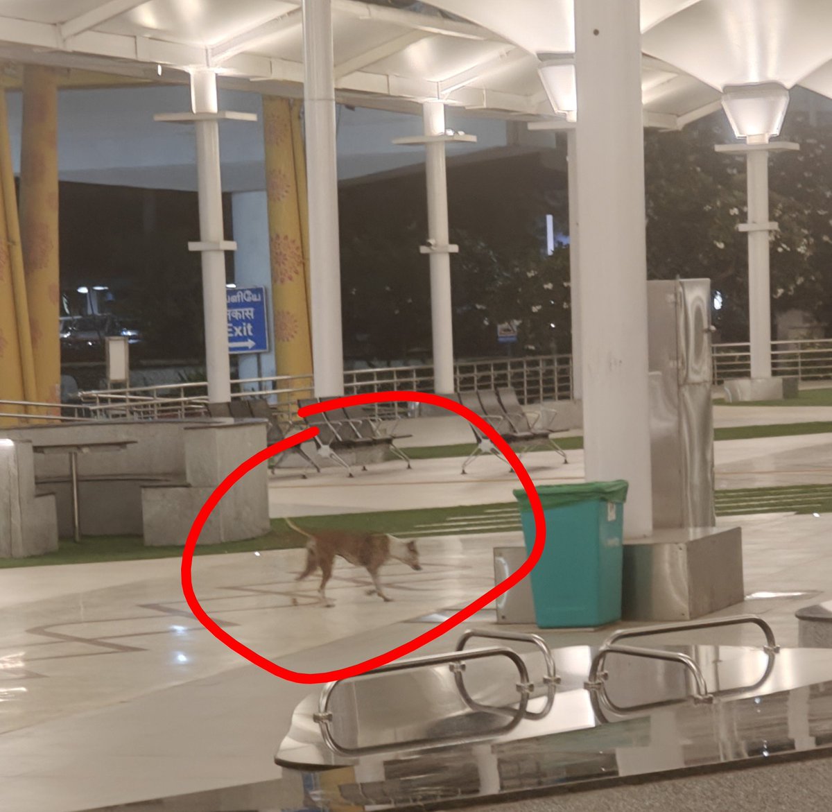 sridhucbe's tweet photo. @aaichnairport kudos for the efforts to make flying thru chennai airport a better experience..pl also address this stray dog issues in newly opned pickup plaza and T2 arrivals. thanks https://t.co/fzUBDGD0e7