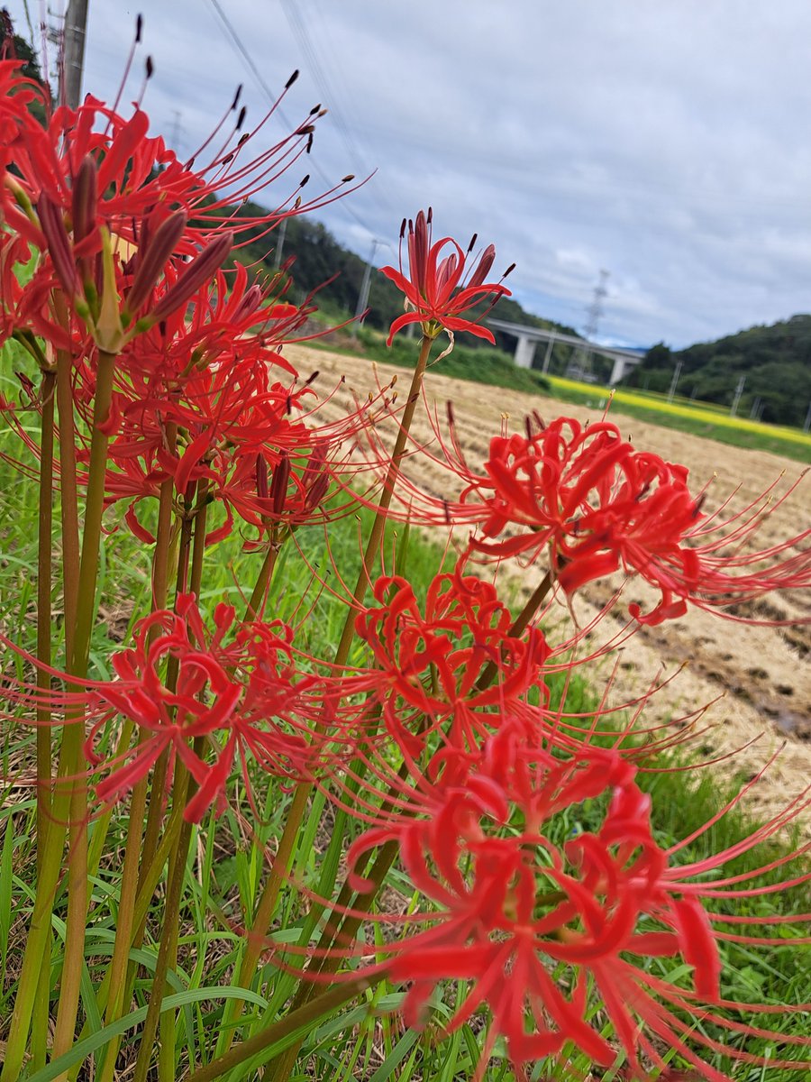 iwashi_babaa's tweet photo. 朝からムッシムシ。 台風来る割に今回は案外平気だなぁなんて思ってたら、今朝起きたらクラクラ。彼岸入り前だけど雨する前に墓参り&amp;買い出し。考えまとまらず全く献立浮かばずテキトーに買いあさった。あとはもう動かん。動けん。さっさと台風いなくなってくれー。#気象病 #彼岸花 #空ネット https://t.co/q5H2MBdnHx