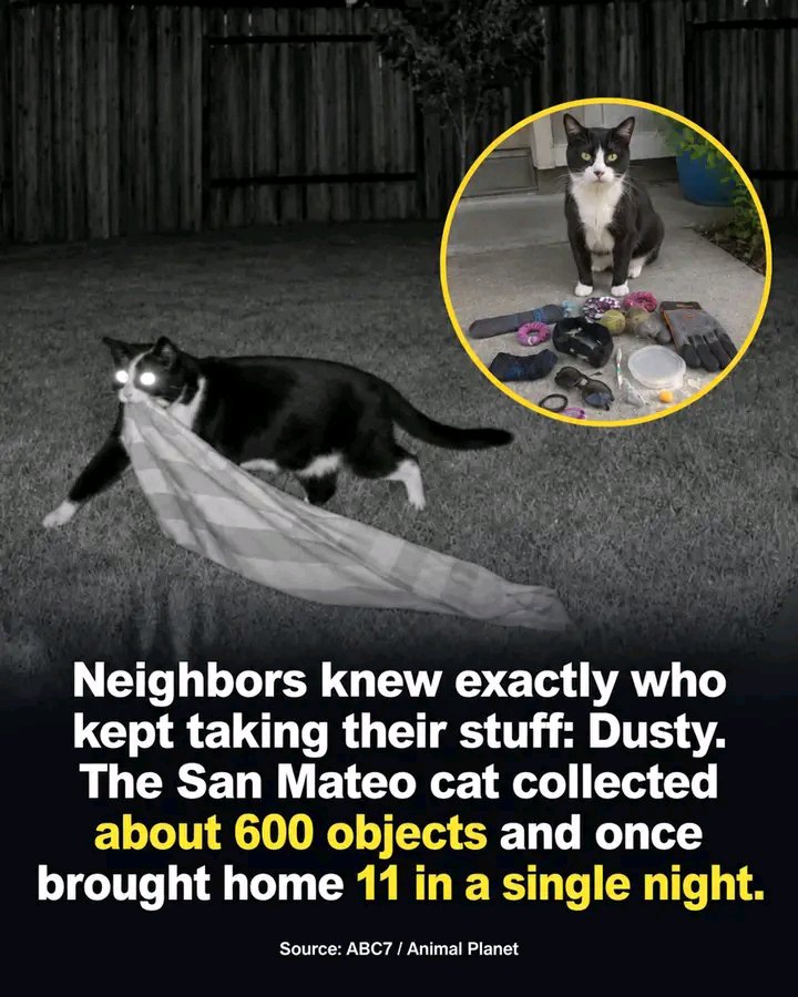 d_maniax's tweet photo. For years, people in one San Mateo neighborhood kept finding small things missing.

Towels.

Shoes.

Socks.

Children's toys.

Even bathing suits.

The culprit was not particularly subtle.

His name was Dusty, and he was a house cat.

Dusty's owners, Jean Chu and Jim Coleman, said he would leave home at night and return in the morning carrying things he had collected from around the neighborhood.

Over roughly three years, they estimated that he brought home about 600 objects.

He was not picky.

Neighbors reported missing gloves, towels, shoes, socks, toys, swimsuits, and other small items.

One woman even said Dusty took the bottom half of a bikini, then came back about 10 minutes later for the top.

Eventually, Animal Planet set up night-vision cameras outside Dusty's home.

The footage caught him in the act.

His personal record?

11 items in one night.

By then, the neighborhood knew exactly where missing objects were likely to turn up.

Dusty's owners collected the loot, washed what they could, and returned items to their neighbors.

So yes, San Mateo really did have a cat burglar.

And this time, the burglar was actually a cat.

Sources: ABC7 San Francisco; ABC7 Los Angeles; 6abc; contemporary reporting.

What's the strangest thing your pet has ever carried home?