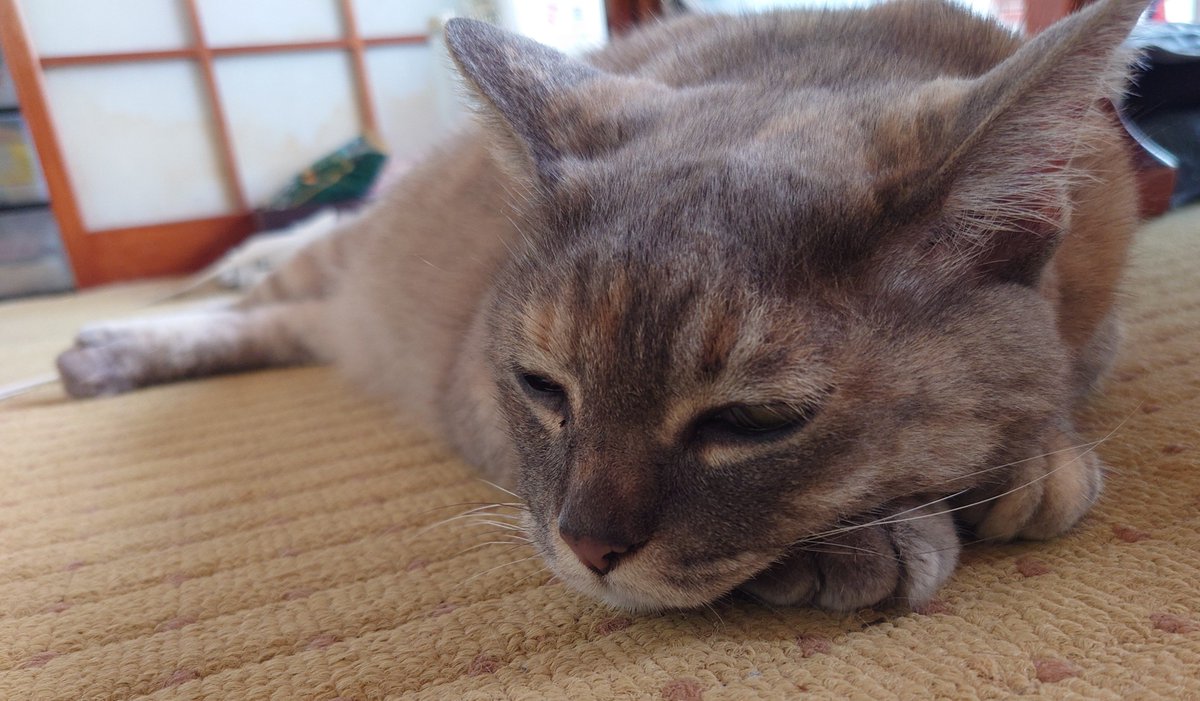 Krc_Sachiko's tweet photo. 自分のおててに顔乗ってけててとてもかわちぃ https://t.co/iD1P2XcOkK