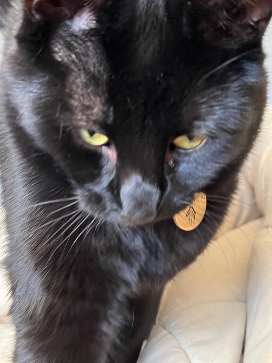eddoframe's tweet photo. @ShrikeLight I love the contrast between SERIOUS and cute https://t.co/jKNIXEeX4o