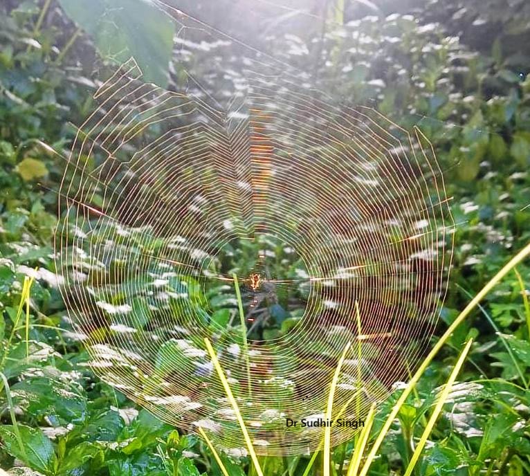 resp2020's tweet photo. Zoom the image and observe carefully, then you will find many optical phenomena related to multiple focal IOL optics behave in the different light conditions #Multifocal #IOL #Sideeffects #SudhirSingh https://t.co/9OBVvkIbqj