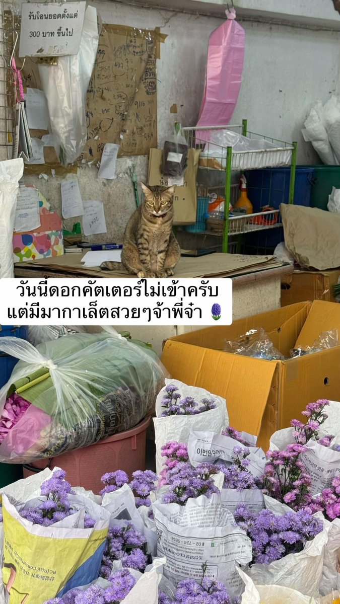 NunaxMx's tweet photo. ยิ่งกว่าโดน เไ แย่งงาน ปากคลองตลาดไม่ใช้คนขายดอกไม้แล้วนะรู้ยัง 🤣🤣 https://t.co/Lg0Hhc8pK6