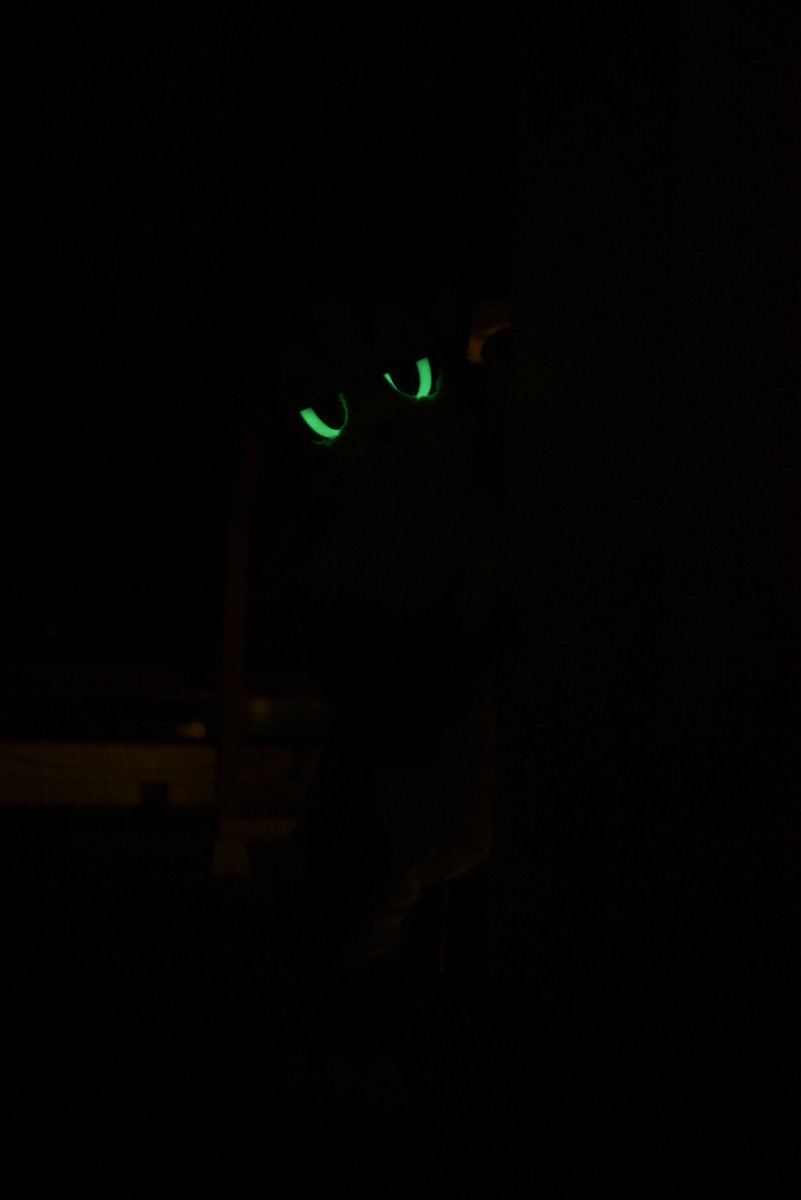 Parisian621's tweet photo. #FursuitEveryday 

🝦 🝦0O https://t.co/BkMyDy2yMe
