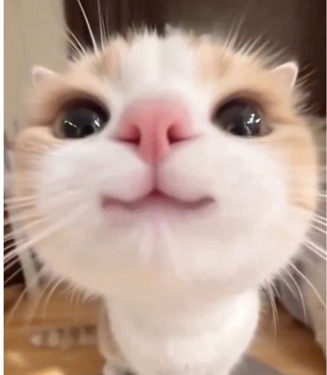 puppykoos's tweet photo. min bobakitty ⚞^◕⩊◕^⚟ https://t.co/oKJHaptRLV