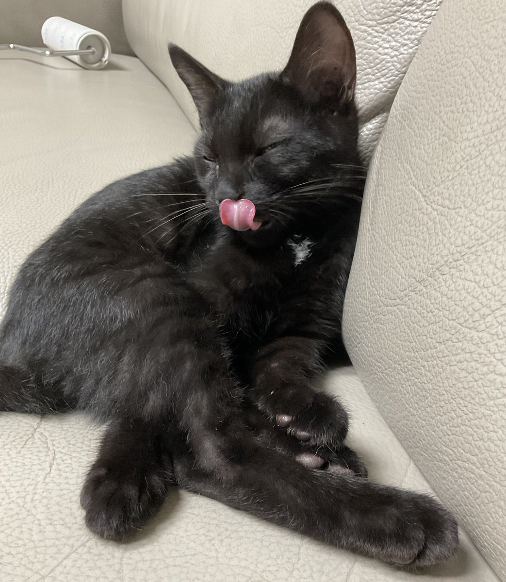 dongle_maggots's tweet photo. 둘째나 막내 고양이 생각하시는 분들에게 완전 최고의 캣초딩🫪🫪
더 자세한 소개랑 사진은 인스타
@ toto.checkin 에 있습니다~!
틧타 디엠 주셔도 괜찮아요!!
집사가 입양홍보에 소질이 없나봐요..많은 관심 부탁드립니다🥹🥹
#고양이 #고양이입양홍보 #입양홍보 https://t.co/qnDxg88kAX