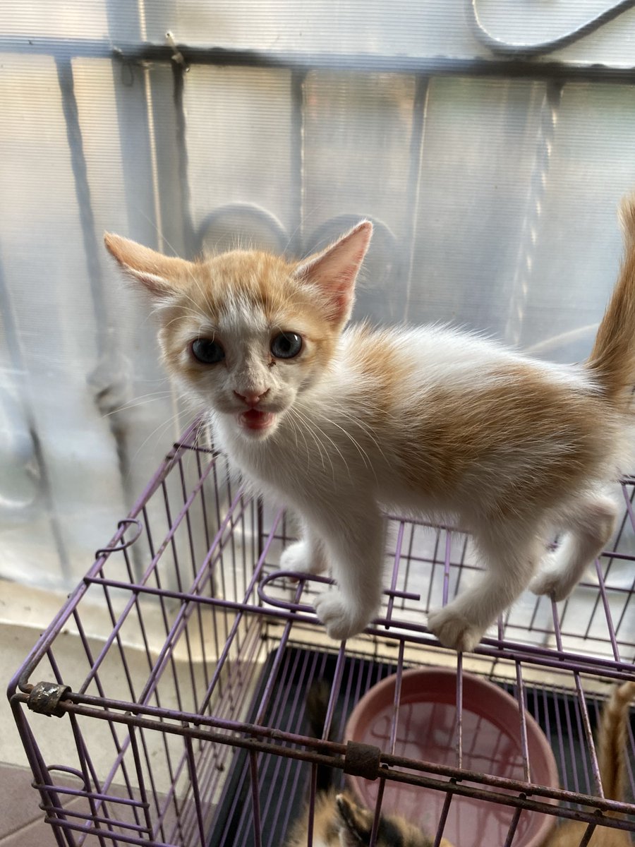 kSh1Tdbl's tweet photo. OPEN ADOPT - JAKARTA TIMUR

Hai aku lagi cari adopter buat kitten aku usia nya 2-+, mereka semua aktif’ ya sudah bisa makan sendiri juga dan sudah diberi obat cacing minggu lalu.

For free, aku cari yang memang bertanggung jawab dan serius,
blh dm aku untuk informasi lainnya. https://t.co/h9PVSuhccY