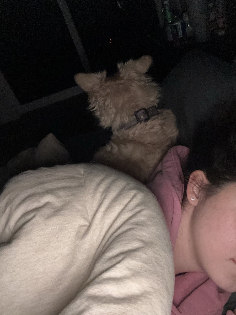 baileybooth's tweet photo. hoggin my pillow https://t.co/ETkaUi1JTh