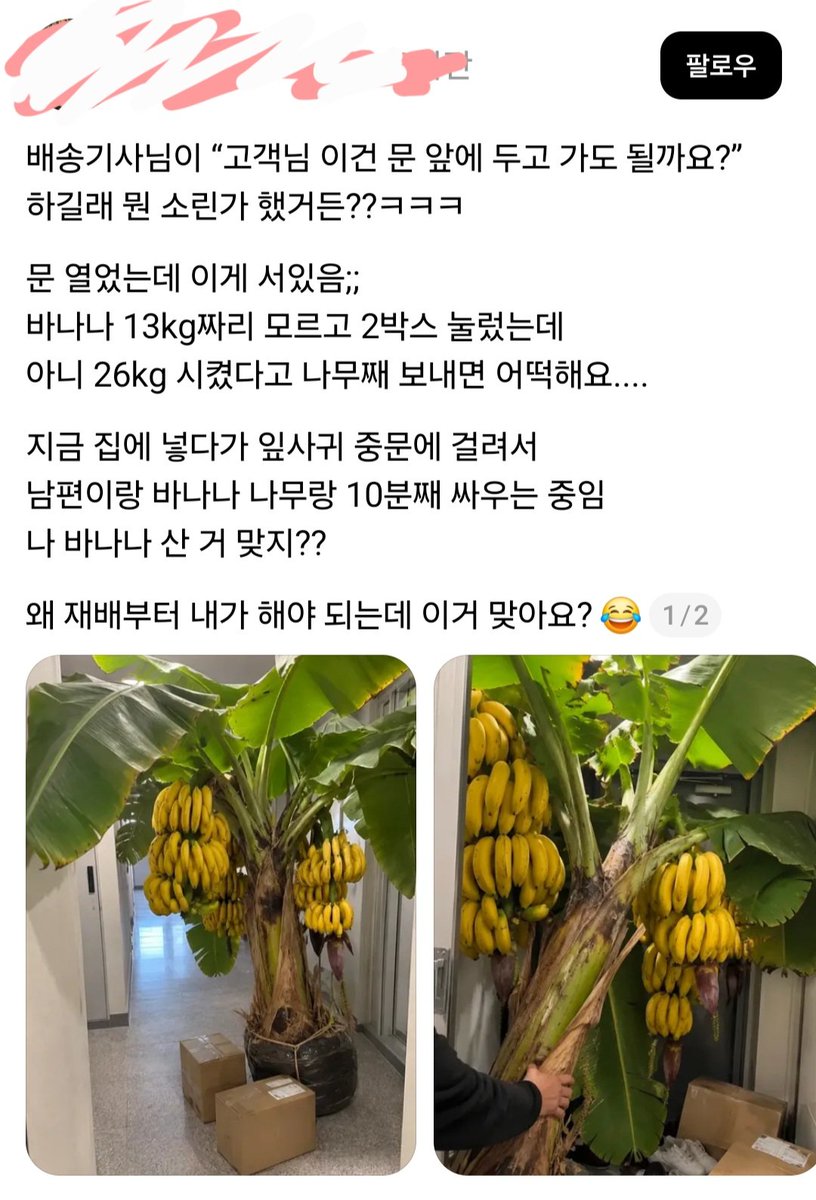 skyoustar's tweet photo. 바나나를 실수로 26kg이나 시켰다는데
바나나 나무가 온 게 실화인가요? 
저게 배달이 된다고요? 

나무 처리하는 게 더 일이겠어요.🫢 https://t.co/UHZVX570uf