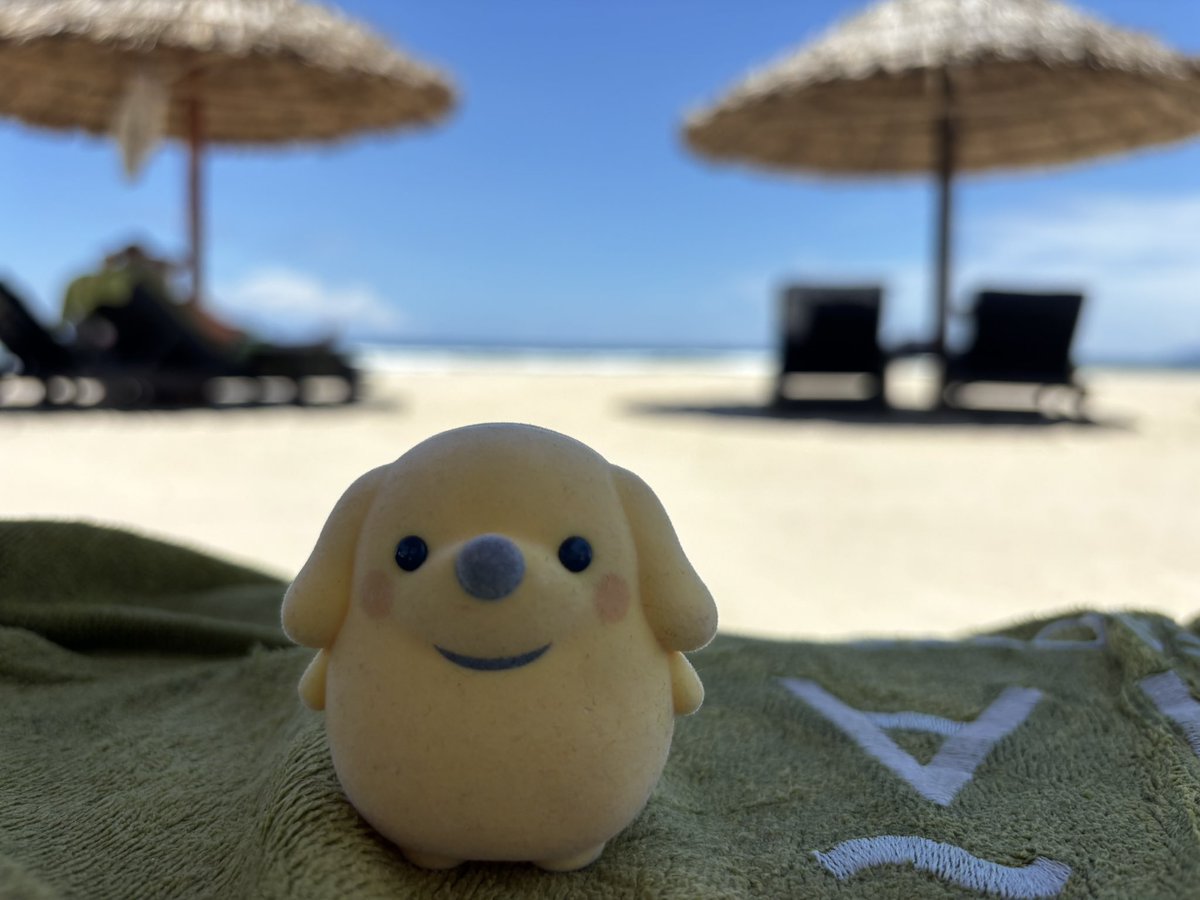Riku_subsub's tweet photo. ただいぬ（概念）と海来てる https://t.co/tmQpK6uJNw
