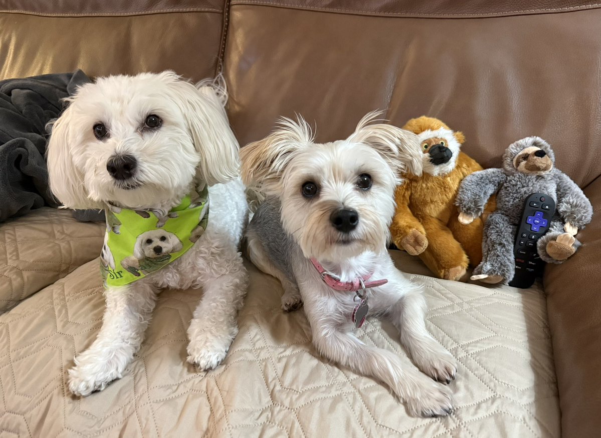 SirBailey2's tweet photo. Sid hims talked Tang into joining the’s fun. Yous know Sid… hims idea of fun 📺
Family Fued it starts at 10 PM. Enjoy yous Friday night dear frens 💚🐶🐾 @GameShowNetwork #dogsofx #dogsoftwitter #adogslife #doggo #pets https://t.co/v5sTdclliG