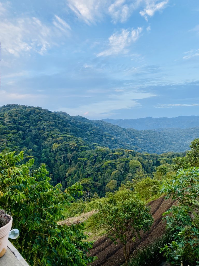 UWAambassador25's tweet photo. Good morning from Ihamba Loft
Bwindi impenetrable national park 
The morning breeze and the views are to die for 
This is paradise 
#ExploreUganda https://t.co/ZgDUKPp0Qf
