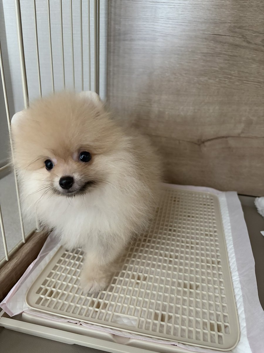 yuta290490's tweet photo. うちに家族が増えた https://t.co/uqyClyDUNi